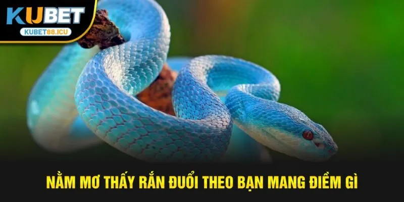 nằm mơ thấy rắn đuổi theo bạn mang điềm gì